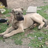 وگذاری  توله 4ماه