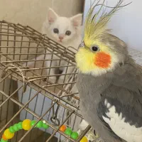 عروس هلندی|پرنده|سردشت, |دیوار