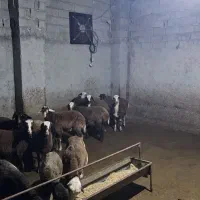 بره پرواری|حیوانات مزرعه|ساری, |دیوار