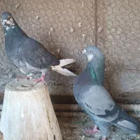 کبوتر|پرنده|اصفهان, ارداجی|دیوار