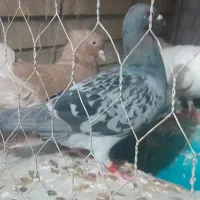 یک جفت سینه سیاه با یک سبز پلاکی|پرنده|طبس, |دیوار