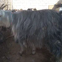 بز ۹ تیشتر۷ تومن