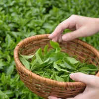 چای لاهیجان|خوردنی و آشامیدنی|تهران, سازمان برنامه شمالی|دیوار