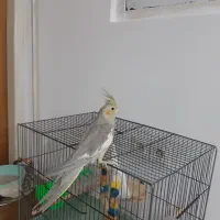 عروس هلندی نرباقفس وهمه لوازمش یه چیزی بلغور میکنه