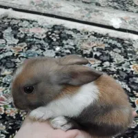 بچه خرگوش