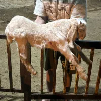 بزغاله نر با مادر|حیوانات مزرعه|خوش‌رودپی, |دیوار