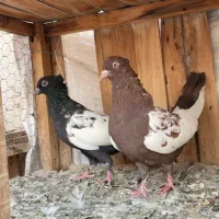 سینه ای|پرنده|قم, انسجام|دیوار