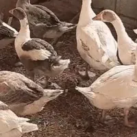 غاز