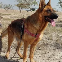 سگ ژرمن