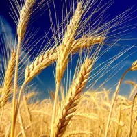 گندم دیواندره