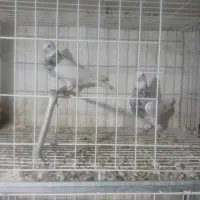 ۲عدد طوقی ماده درجه ۱|پرنده|دره شهر, |دیوار