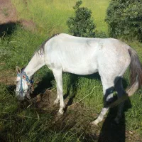 چهار راس الاخ باری
