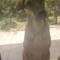 واگذاری سگ پژدر نر دوساله