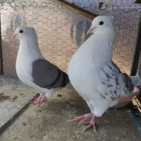 کبوتر پشتدار|پرنده|ارومیه, |دیوار