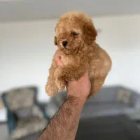 پودل با کیفیت