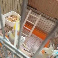 عروس هلندی جفت خورده|پرنده|اسلامشهر, مسکن مهر اسلاشهر (شهرک امام خمینی)|دیوار