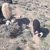 گوسفند جوان با بره نر