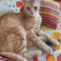 واگذاری گربه نارنجی یک ساله|گربه|اردبیل, |دیوار