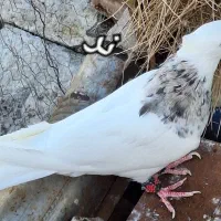 پرنده