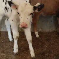 گاو... گوساله نر و ماده|حیوانات مزرعه|اسفراین, |دیوار