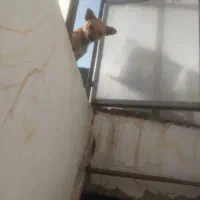 ماده شیواوا زرد