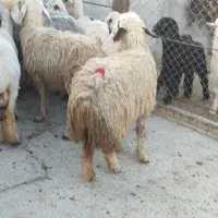 میش مناسب