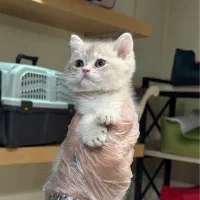 بریتیش با تنوع رنگی های متفاوت