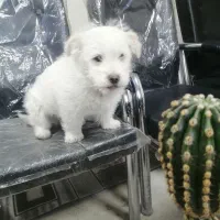 نژاد شیتزو مالتیز|سگ|تبریز, |دیوار