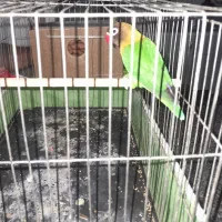 کوتوله برزیلی نر