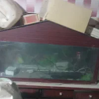 آکواریوم|لوازم جانبی حیوانات|ایرانشهر, |دیوار