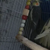 عروس نر سخنگو