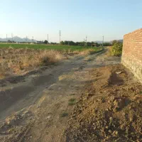 زمین کشاورزی نی