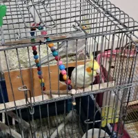 عروس هلندی|پرنده|شاهین‌شهر, شهرک منازل چوبی|دیوار