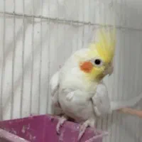 عروس هلندی لتینو|پرنده|مشهد, امیرآباد|دیوار