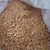 خریدار گندم وجو