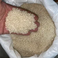 برنج نیم دانه هاشمی اعلا زیر قیمت|خوردنی و آشامیدنی|دالخانی, |دیوار