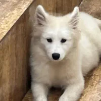 واگذاری رایگان سگ ساموئد