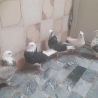 کبوتر عالی غریب همه با هم