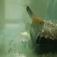 مولد آنجل بلغاری|ماهی|خسروشاه, |دیوار