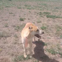 سگ گله جوان