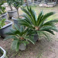 گیاه سیکاس ژاپنی ( گل تزیینی فضای سبز )|گل و گیاه طبیعی|تهران, صادقیه|دیوار