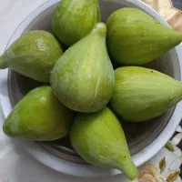 فروش انجیر