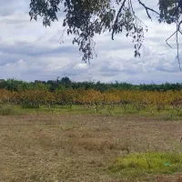 زمین باغ قابل معاوضه آپارتمان.خودرو ..