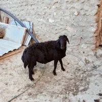 قوچ قره قزل چهار دندان زغالی افشار