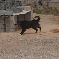 واگذاری نر و لاس