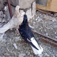 کبوتر نروماده سالم قشنگ|پرنده|میان جلگه, |دیوار