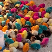جوجه کاکلی،بوقلمون،اردک،شاخدار،بومی بلدرچین|حیوانات مزرعه|کاشان, کارگر|دیوار