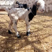 بره و کهره شیری|حیوانات مزرعه|چرام, |دیوار