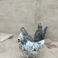 مرغ خروس گلین|حیوانات مزرعه|تاکستان, |دیوار