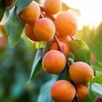 پیش فروش نهال زردآلو ویژه میاندواب